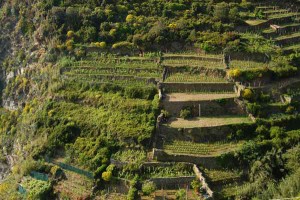 corniglia-06